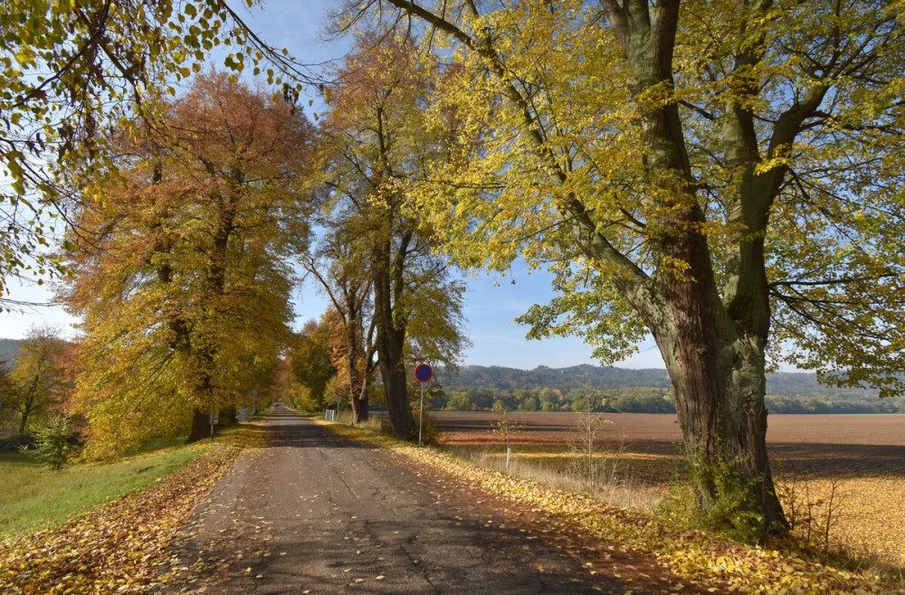 Nominovaná alej v Sedmihorkách.