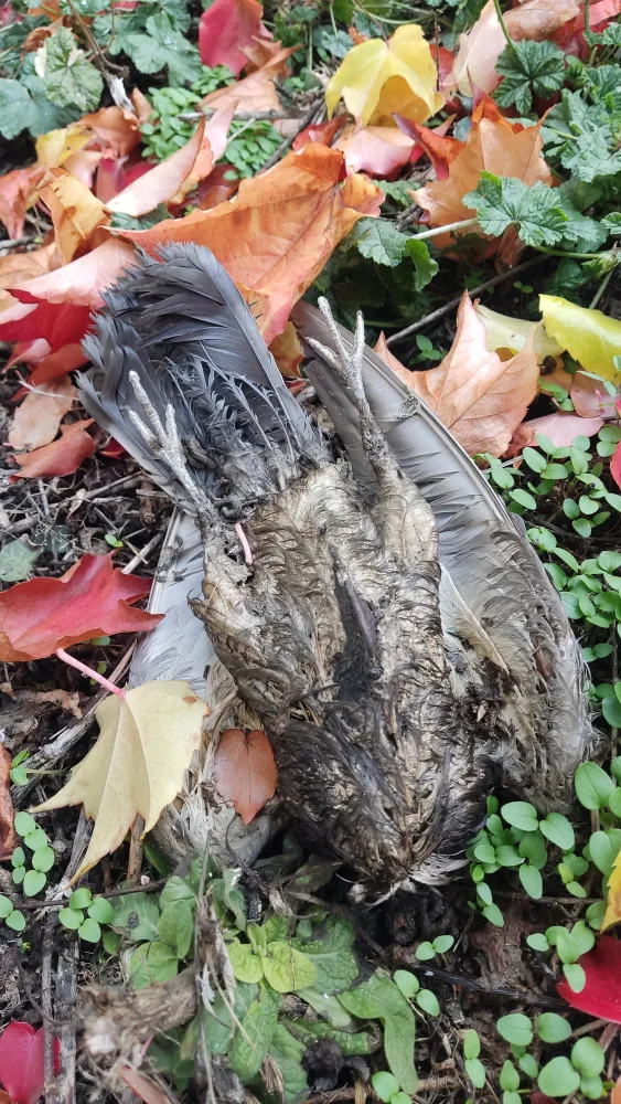 Ochránci upozorňují na nevhodné odchyty a hubení holubů, vyzývají ke stavbám holubníků