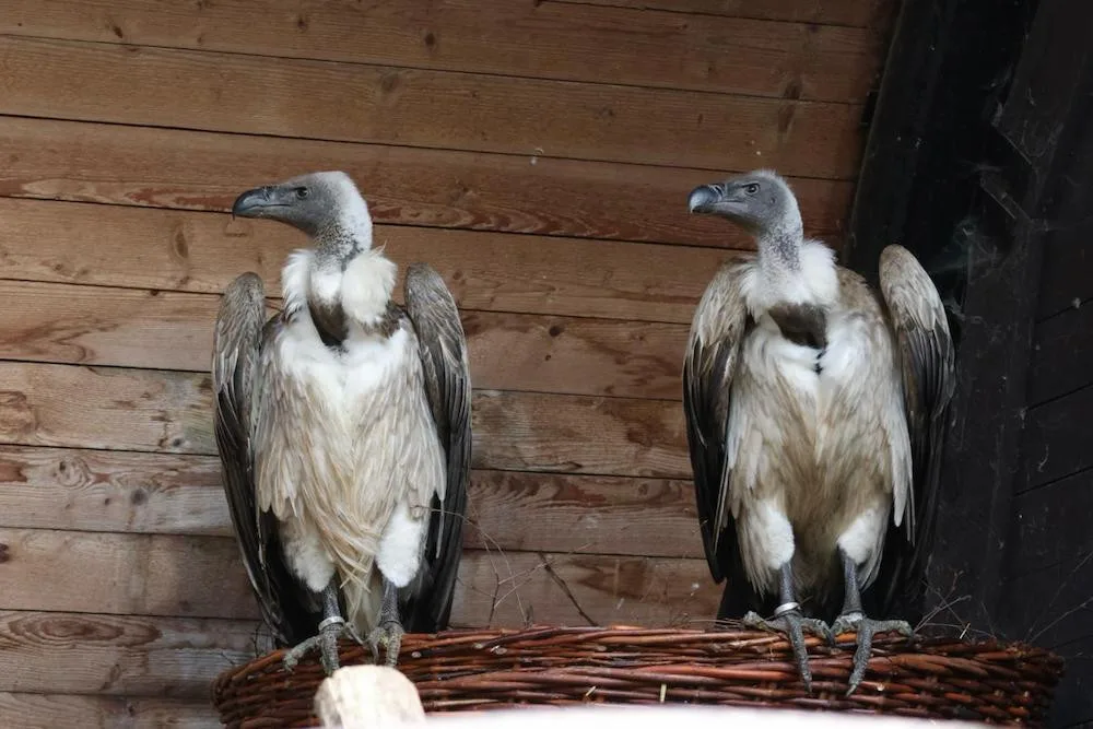 Liberecká zoo získala ohrožené supy africké. Chová je jako jediná u nás