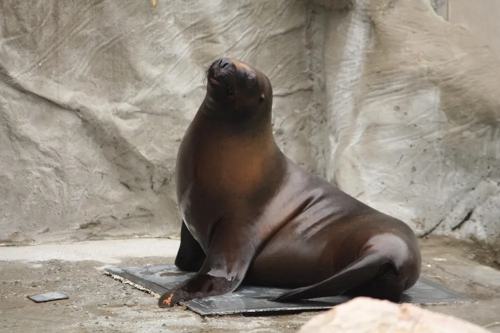 V liberecké zoo nečekaně uhynula samice lachtana Mano, pitva příčinu neodhalila