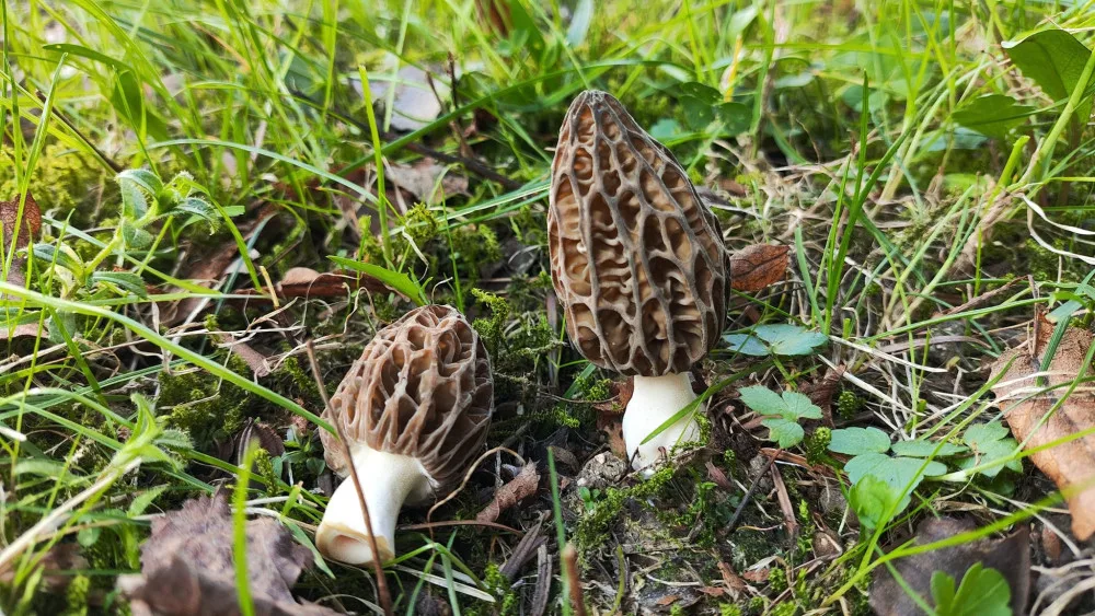 BLOG: Smrže, vyhledávané jarní houby