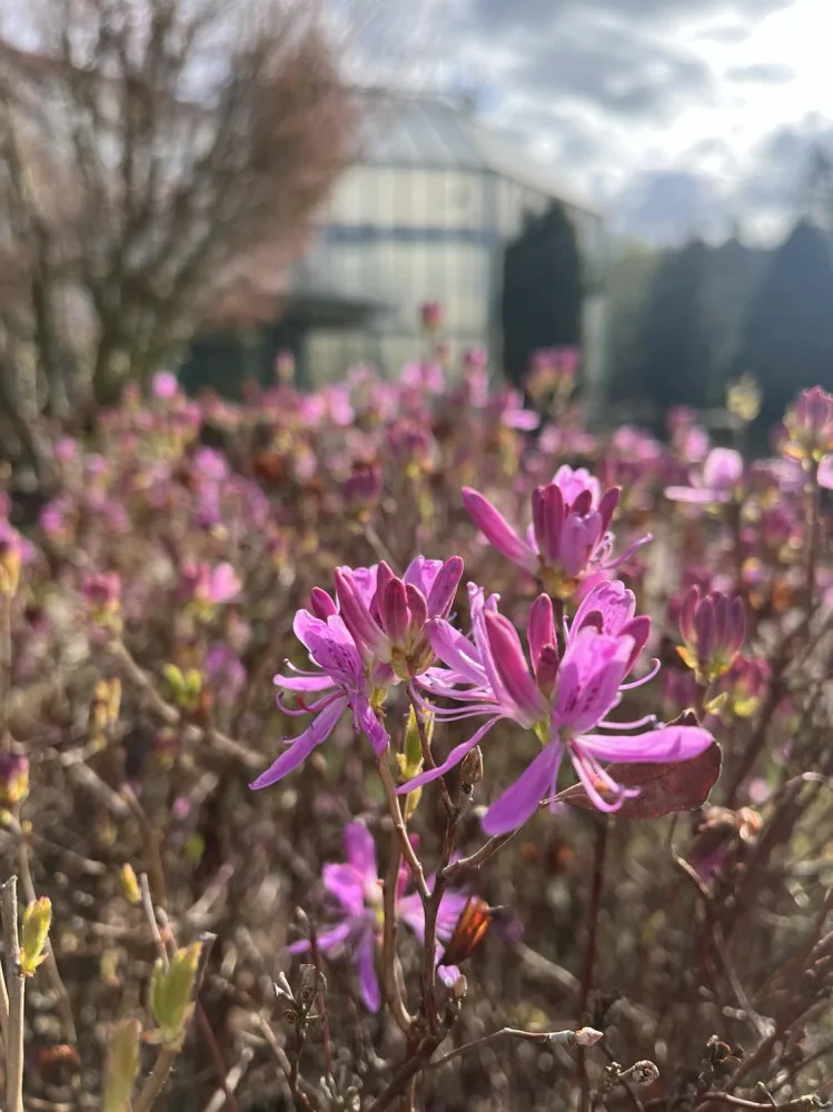 Jaro přišlo brzy, v botanické už kvetou rododendrony