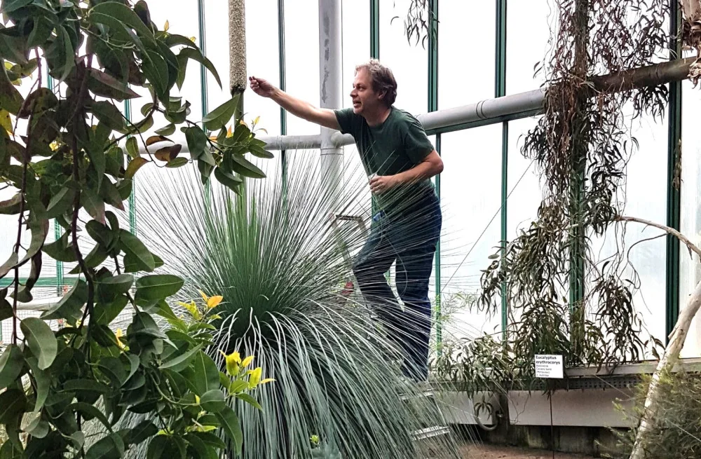 Opylení stoletého žlutokapu v liberecké botanické zahradě bylo úspěšné