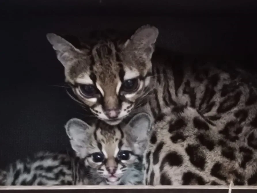 Zoo Liberec hlásí nové přírůstky. Narodil se malý margay, nosálové bělohubí nebo vzácný urial bucharský