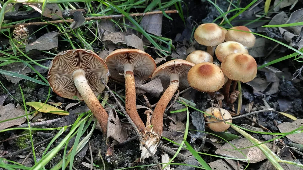BLOG: Opeňka měnlivá, nález z bažiny