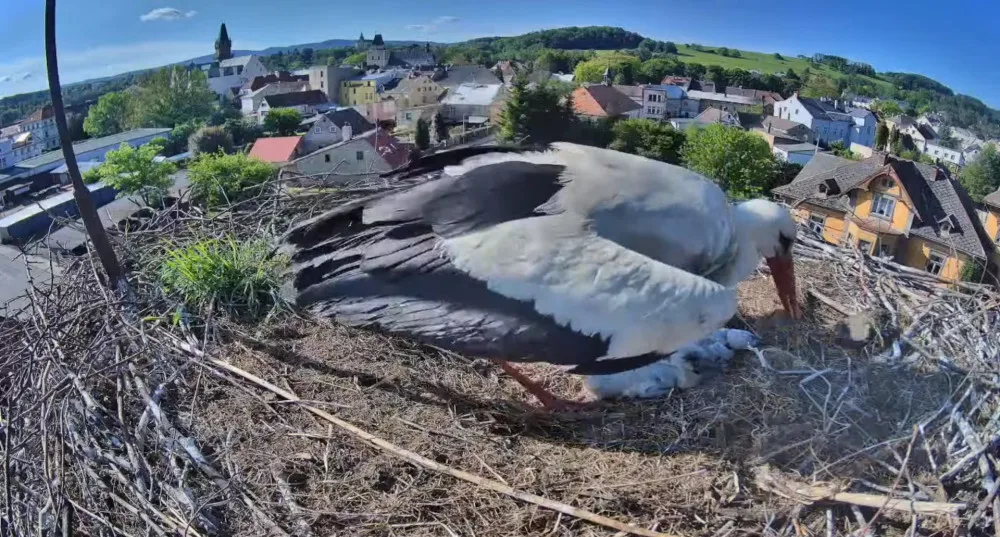 Frýdlantští čekají na narození pátého mláděte. V čapích hnízdech v kraji už je rušno