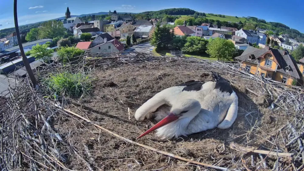 Frýdlantští čekají na narození pátého mláděte. V čapích hnízdech v kraji už je rušno
