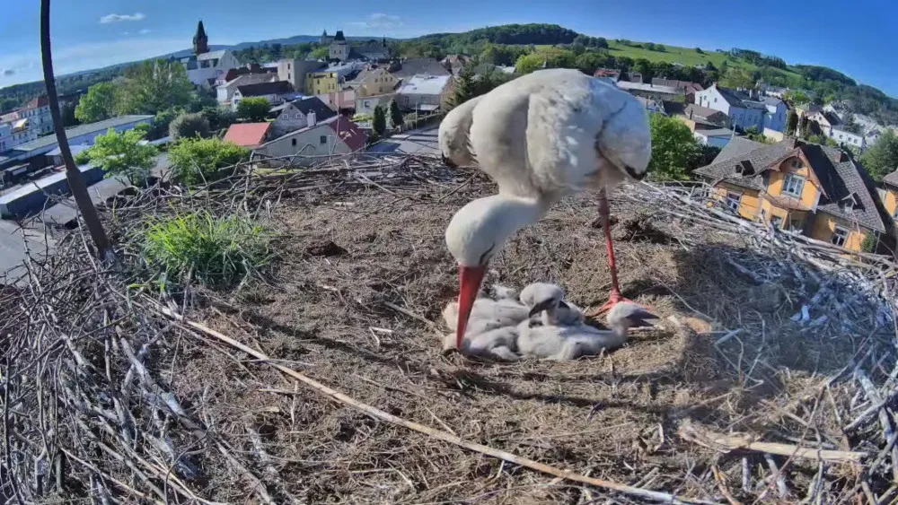 Frýdlantští čekají na narození pátého mláděte. V čapích hnízdech v kraji už je rušno