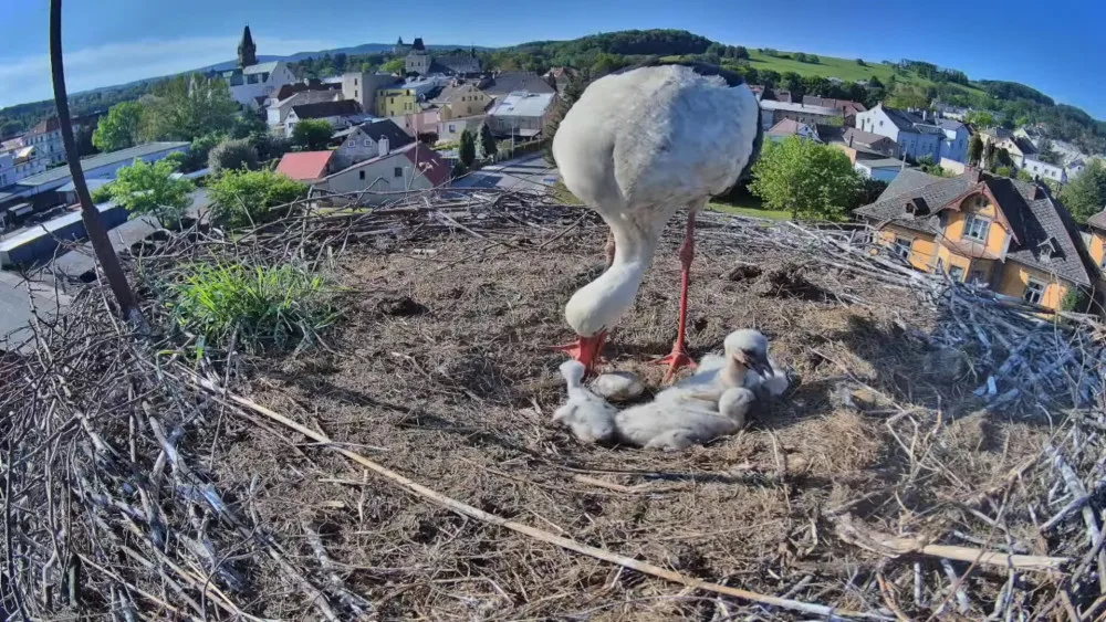 Frýdlantští čekají na narození pátého mláděte. V čapích hnízdech v kraji už je rušno