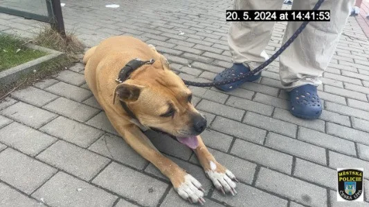 Fenka, ke které se majitel choval neurvale.