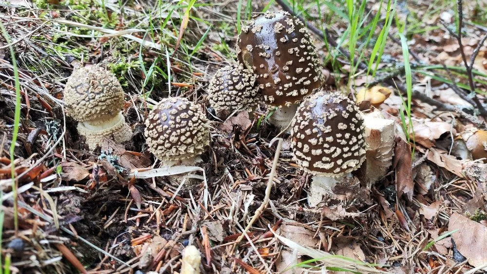 BLOG: Muchomůrka královská, horský druh muchomůrky