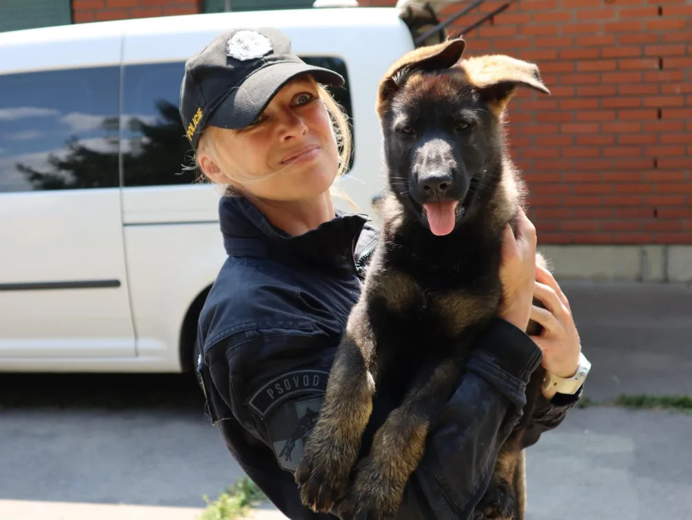 Liberecký tým policejních psovodů má novou posilu, dvouměsíčního německého ovčáka Hrrona