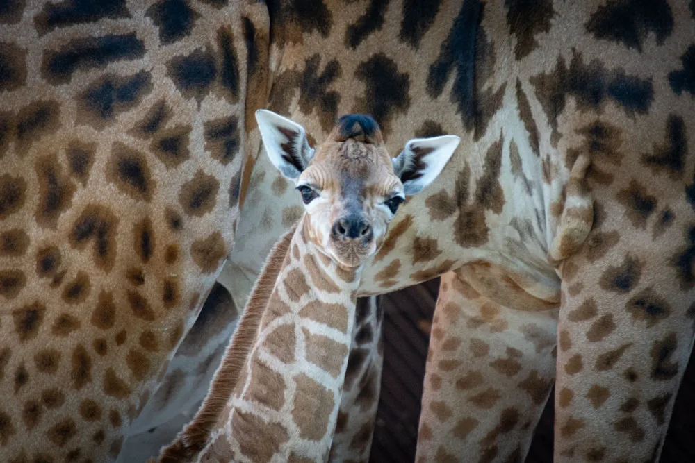V liberecké zoo se narodilo mládě silně ohrožené žirafy Rothschildovy