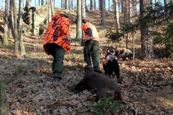 Za zastřeleného divočáka nad 80 kilo dostanou lovci nově odměnu 10 tisíc korun