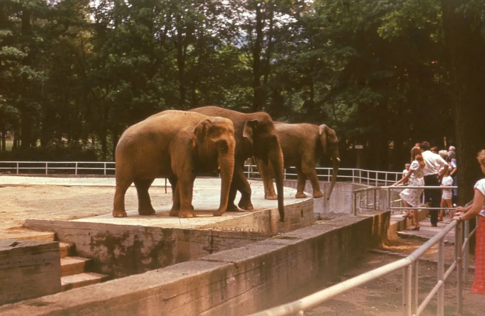 Liberecká zoo slaví 120. narozeniny. Na čtvrtek připravila speciální program a zvýhodněné vstupné