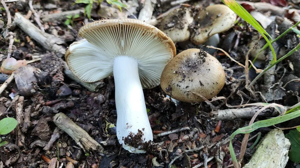 BLOG: Holubinka hřebínkatá sice nepálí, ale chutná rozhodně není