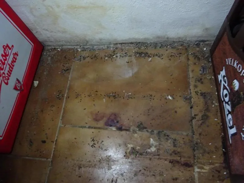 V prodejně potravin v Osečné našli hygienici mrtvou myš a všudypřítomnou špínu. S okamžitou platností ji zavřeli