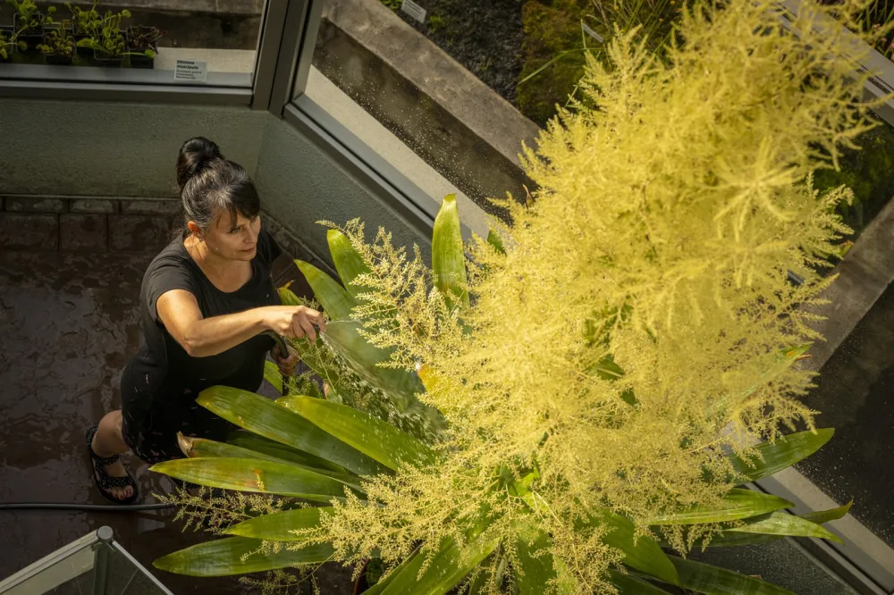 V botanické zahradě v Liberci vykvetla třímetrová brocchinia tatei, pak odumře