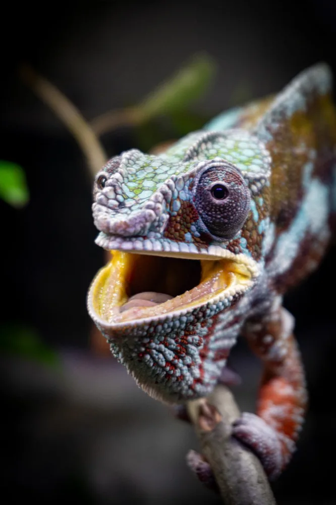 Liberecká zoo otevřela novou expozici tropických ještěrů, většinou jde o ohrožené druhy