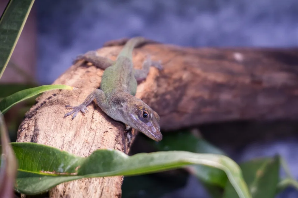 Liberecká zoo otevřela novou expozici tropických ještěrů, většinou jde o ohrožené druhy