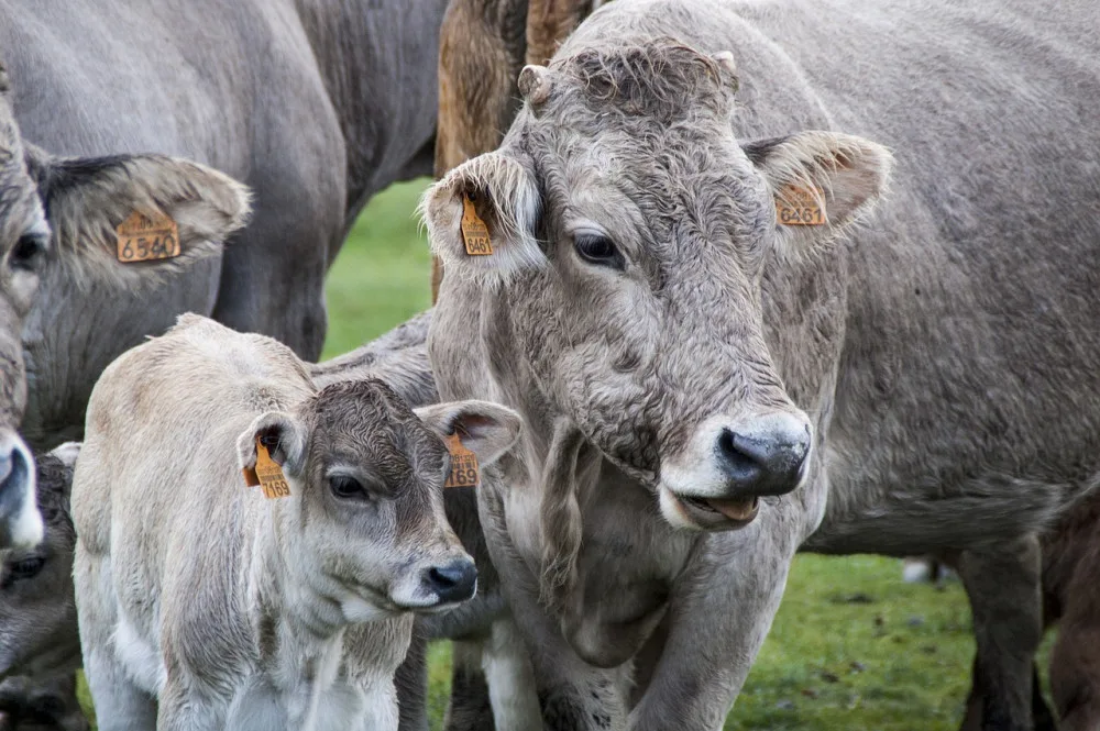 Veganští aktivisté zveřejnili drastické záběry z kravínů na Vysočině. Zaměstnanci na záběrech zvířata týrají