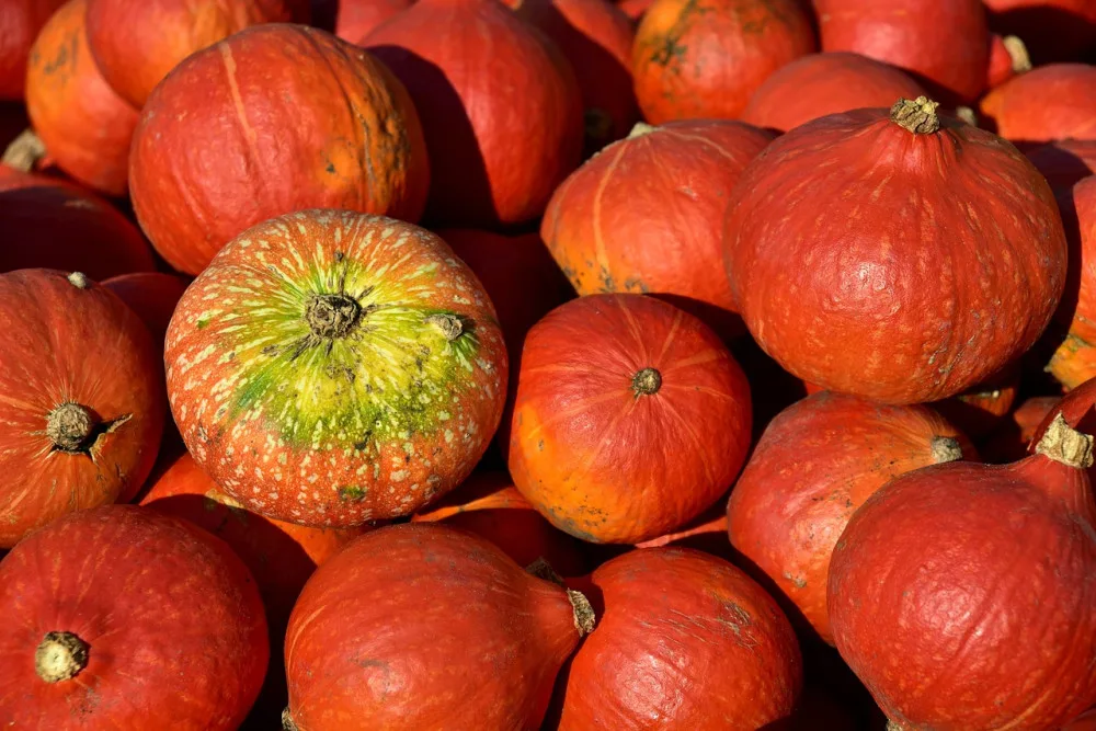 Užijte si dýňovou sezonu i doma. Připravte si jednoduchý dezert nebo aromatický Pumpkin Chai