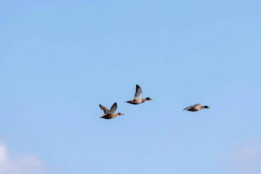 Myslivci budou na Kristýně lovit přemnožené kachny a invazivní husice nilské