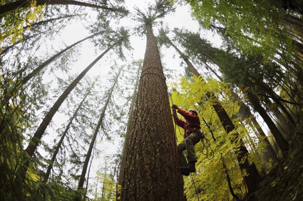 Arboristé po 10 letech přeměřili nejvyšší strom ČR. Roste na Jablonecku a vyrostl o 2,67 m na 66,72 m