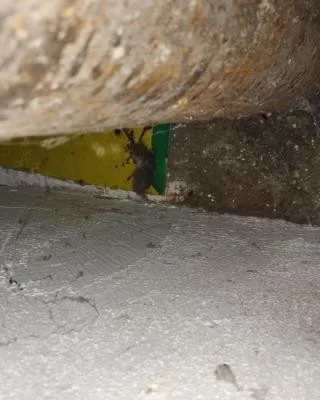 V prodejně potravin v Chrastavě našli hygienici mrtvé hlodavce a špínu. S okamžitou platností obchod zavřeli