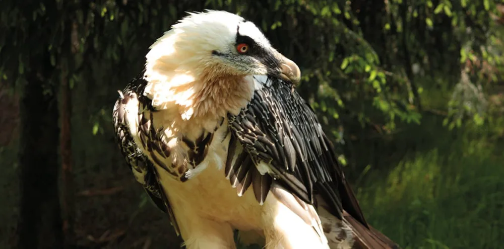 V liberecké zoo uhynul jeden z jejích nejznámějších dravců, orlosup Pišta