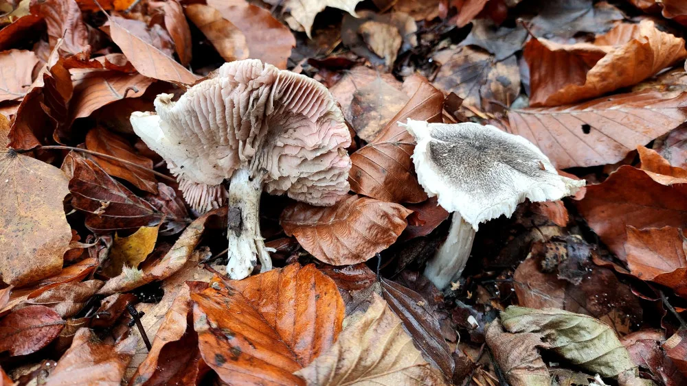 BLOG: Čirůvka růžovolupenná, vzácnější čirůvka, která může mít narůžovělé lupeny