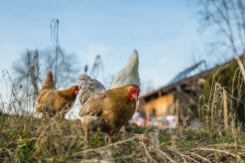 Chovateli na Českolipsku uhynuly všechny slepice, příčinou je ptačí chřipka