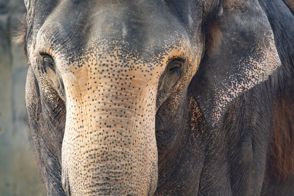 Liberecká zoo zřejmě do roka přijde o svého posledního slona