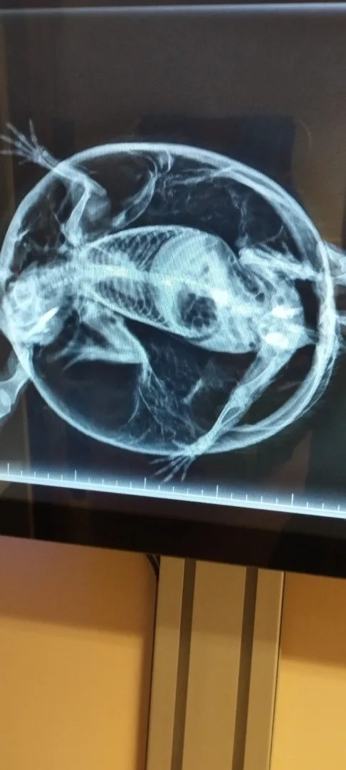 Ježek s balónovým syndromem doputoval do liberecké Archy. Veterináři ho vyfukovali dutou jehlou 
