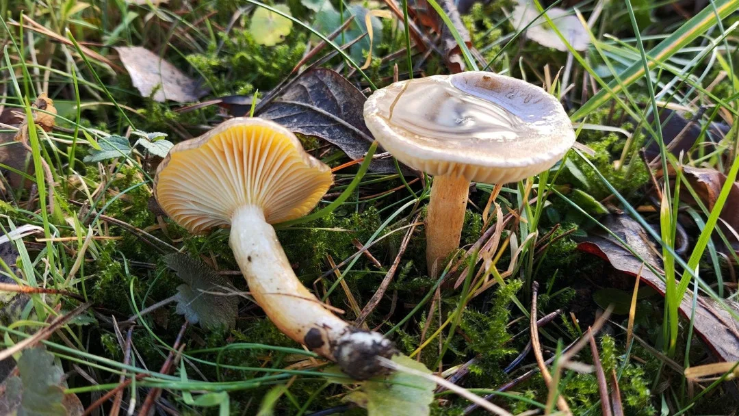 BLOG: Šťavnatka pomrazka, jedlá pozdě podzimní houba