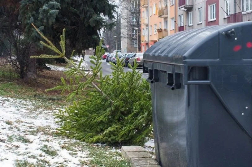 Svoz vánočních stromků začne v Liberci a Jablonci nad Nisou v pondělí