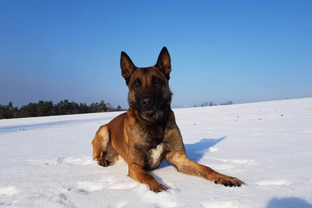Pachatel vloupání do domku v Mníšku policii neutekl. Za komínem opuštěného domu ho vyčmuchal policejní pes Rooney