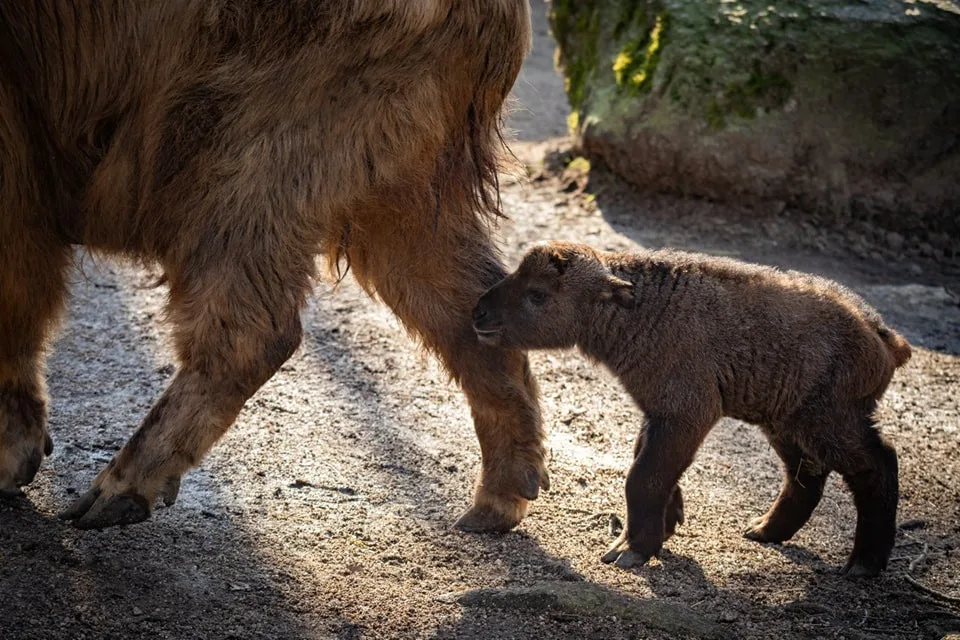 V Liberecké zoo se narodil sameček takina čínského