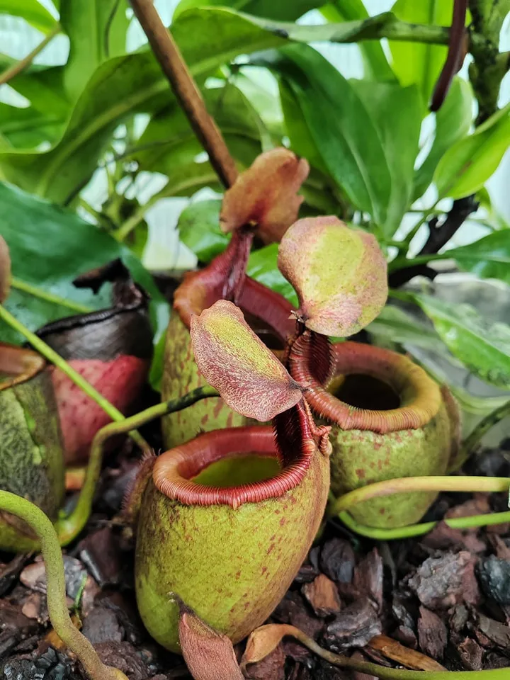 Botanická zahrada v Liberci chce zařadit své masožravky do národní sbírky