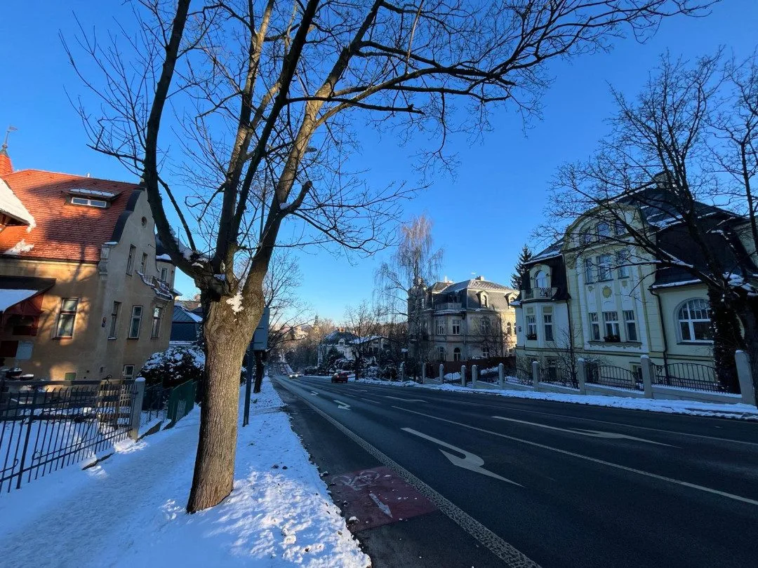Město nechá vykácet stromy ve Vítězné ulici. Vznikne zde nová alej