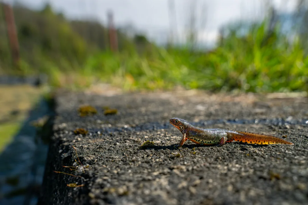 Čolek horský, foto Michal Šulc
