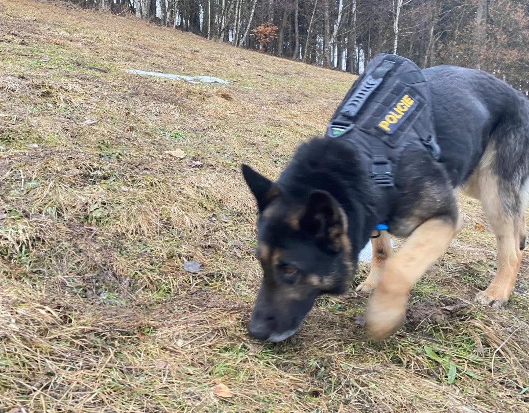 Policejní pes Leader opět zachránil život. V Liberci pomohl vypátrat muže, který se loučil se životem