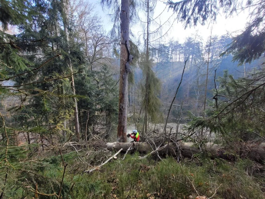 Lesy ČR s těžbou stromů ve špatném stavu v Pekle na Českolipsku finišovaly o víkendu.
