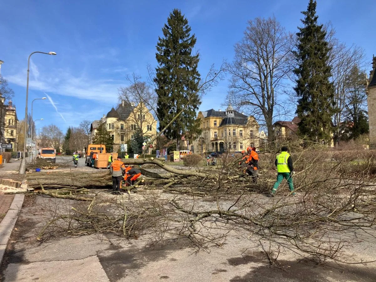 Ve Vítězné proběhlo kácení stromů. Začne rekonstrukce ulice