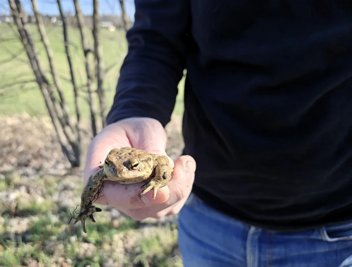 Přes silnice migrují žáby a čolci. Kraj chystá trvalá řešení nezávislá na lidech