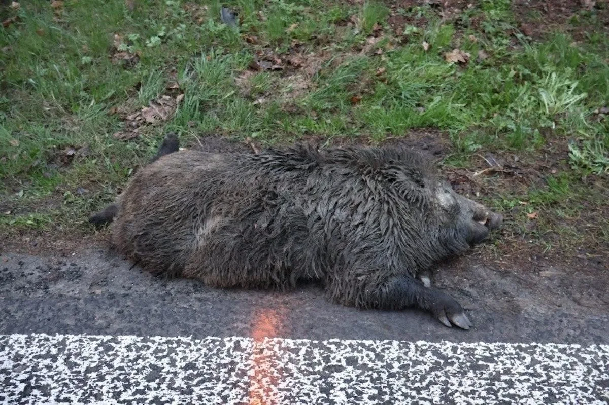 Srážka auta s divočákem u Brniště. Zvíře nepřežilo, řidič vyvázl bez zranění