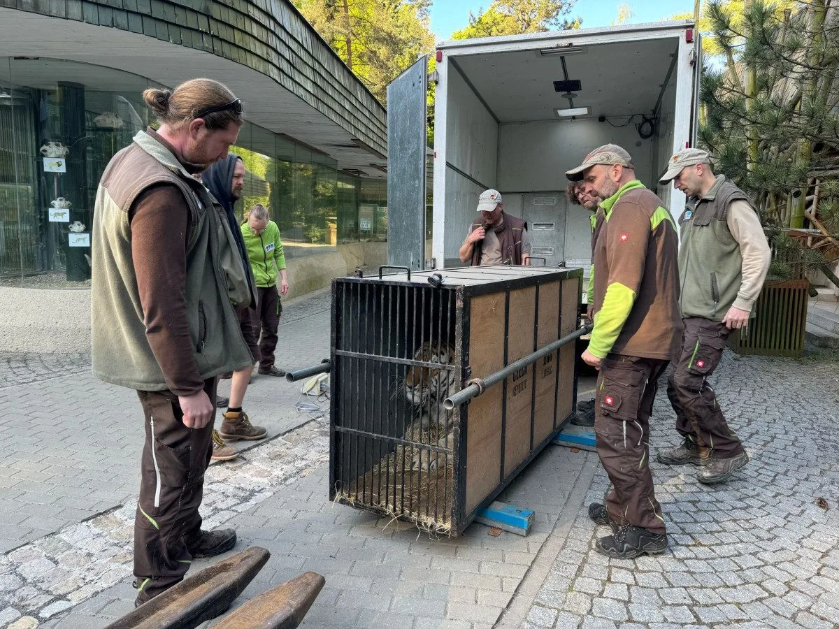 Liberecká zoo poskytla útočiště státem zabavenému tygru ussurijskému