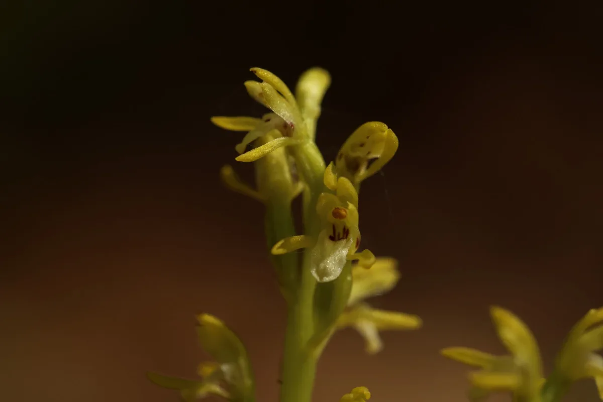 V CHKO Český ráj se po 13 letech našla vzácná a silně ohrožená orchidej