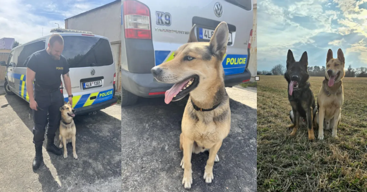 Hvězdná kariéra psa Normana - z útulku do služby u policie. Vyhledává výbušniny