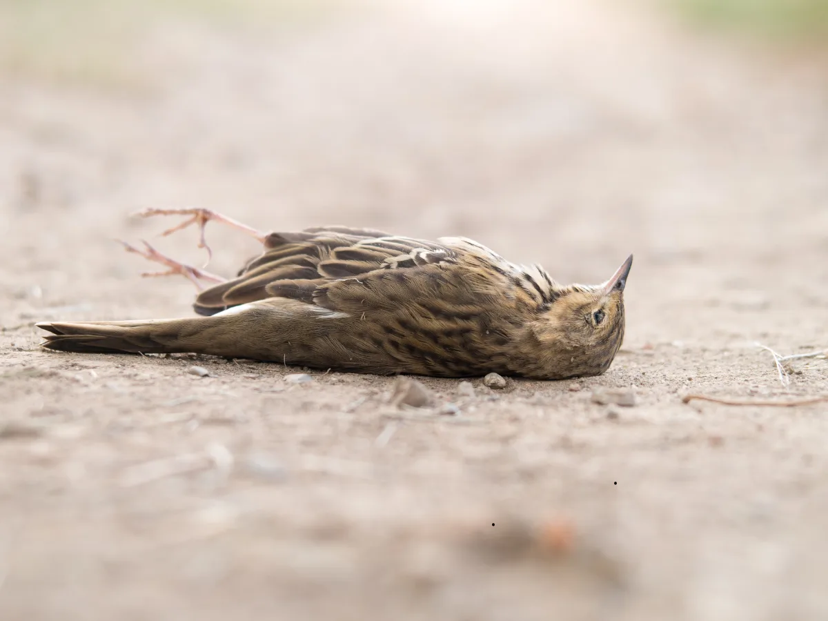 Pozor na ptačí chřipku. Hlaste nemocné a uhynulé ptáky, nabádají hygienici
